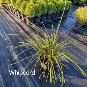 Tuja Whipcord