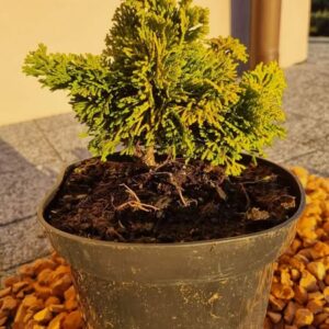 Cyprysik Aurora
