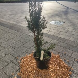 Cis pośredni Hicksii