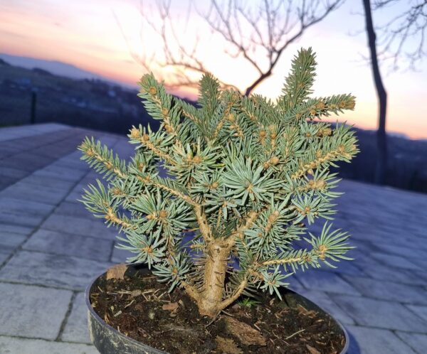 Świerk kłujący WALDBRUNN
