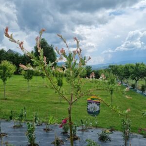 Wierzba hakuro na pniu / krzaczasta