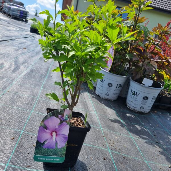 Hibiskus - obrazek 8
