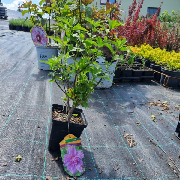 Hibiskus - obrazek 6