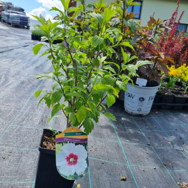 Hibiskus - obrazek 7