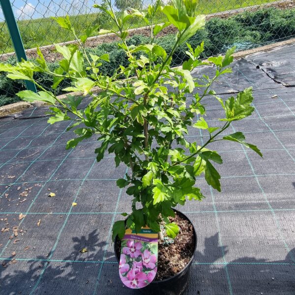 Hibiskus - obrazek 13