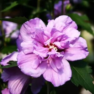 Hibiskus