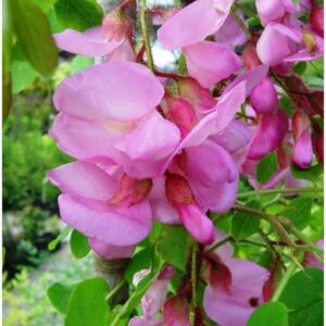 Robinia szczeciniasta