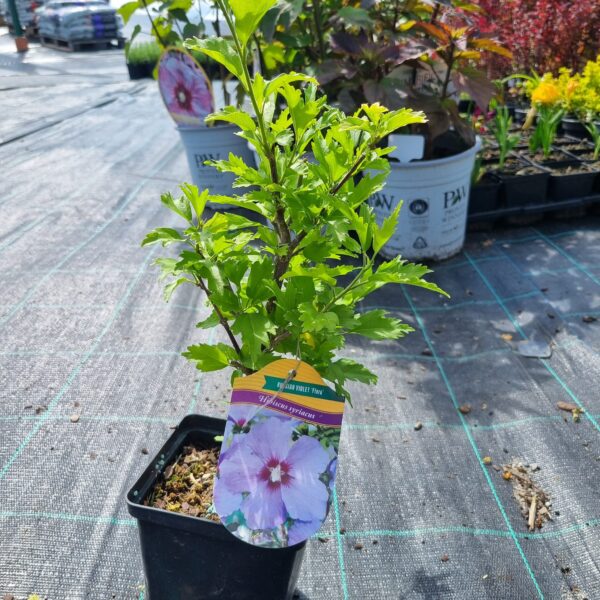 Hibiskus - obrazek 3
