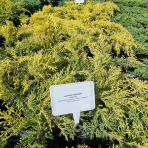 Jałowiec pośredni Gold Star