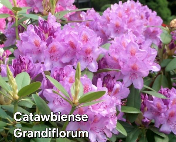 Rododendron/ różanecznik - obrazek 8