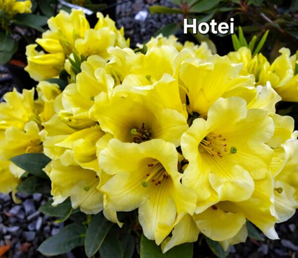 Rododendron/ różanecznik - obrazek 2