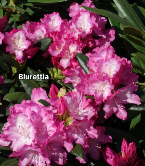 Rododendron/ różanecznik - obrazek 6