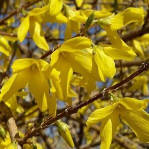 Forsycja