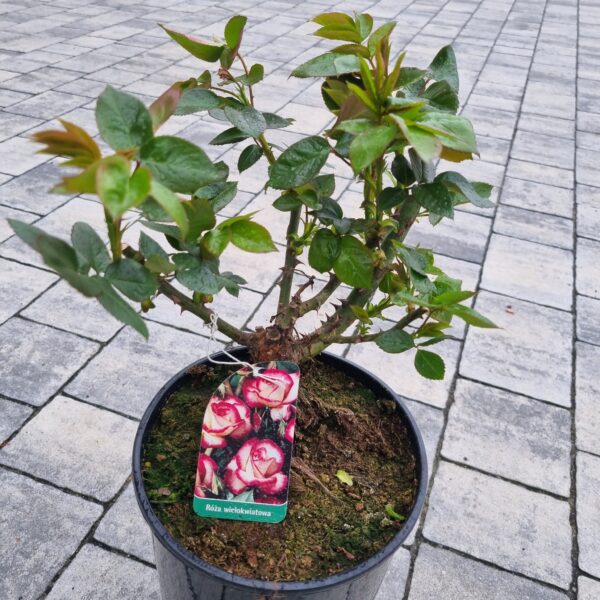 Hibiskus - obrazek 10