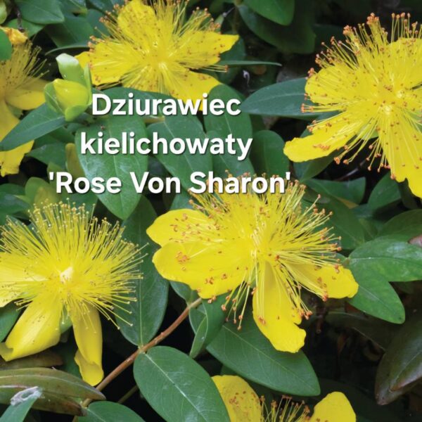 Kwiaty - obrazek 18