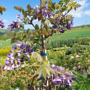 Wisteria / Glicynia