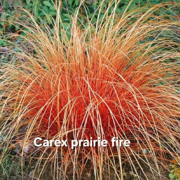 TRAWY OZDOBNE - obrazek 10