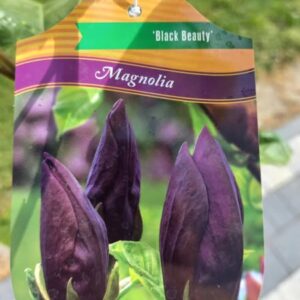 Magnolia brooklińska CZARNA  BLACK BEAUTY