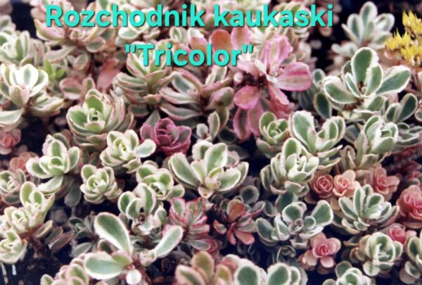 Kwiaty - obrazek 10