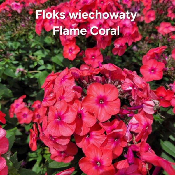 Kwiaty - obrazek 20
