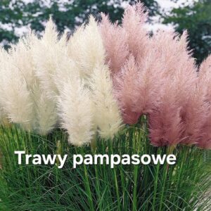 TRAWY OZDOBNE