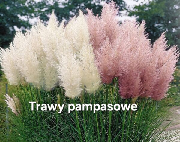 TRAWY OZDOBNE