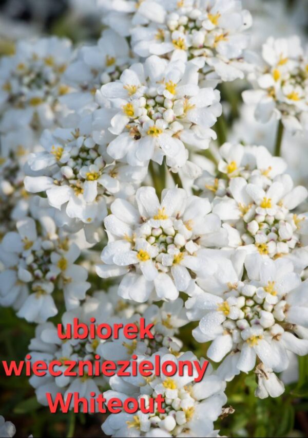 Kwiaty - obrazek 13