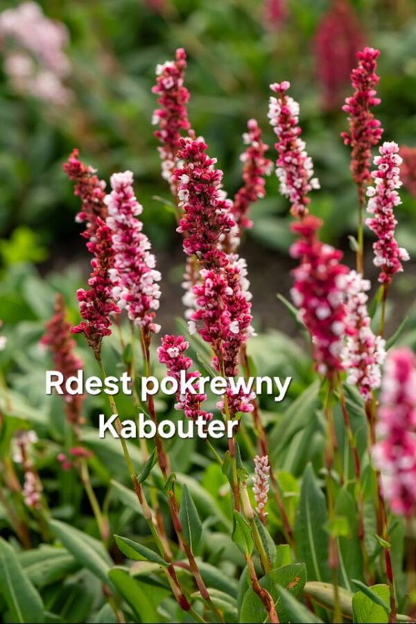 Kwiaty - obrazek 29