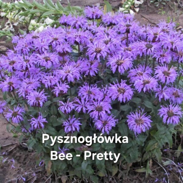 Kwiaty - obrazek 26