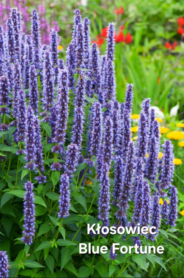 Kwiaty - obrazek 22