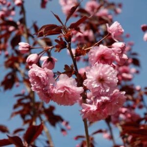 Wiśnia Piłkowana  Royal Burgundy 🌸