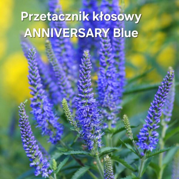 Kwiaty - obrazek 9