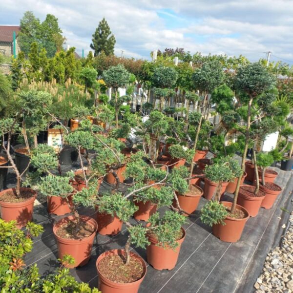 Bonsai na pniu