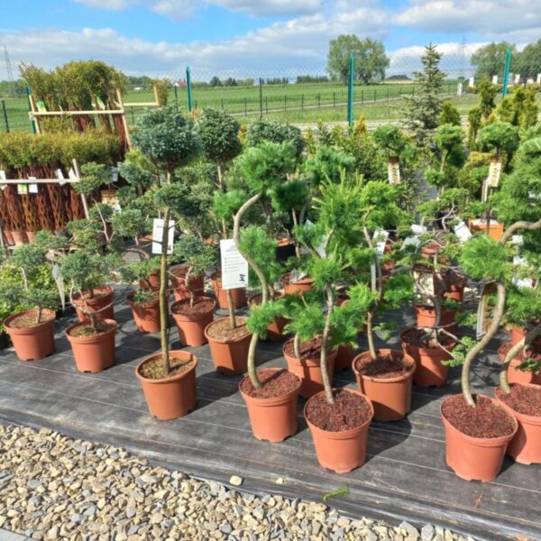 Bonsai na pniu