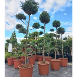 Bonsai na pniu