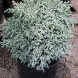 Cyprysik Curly Tops