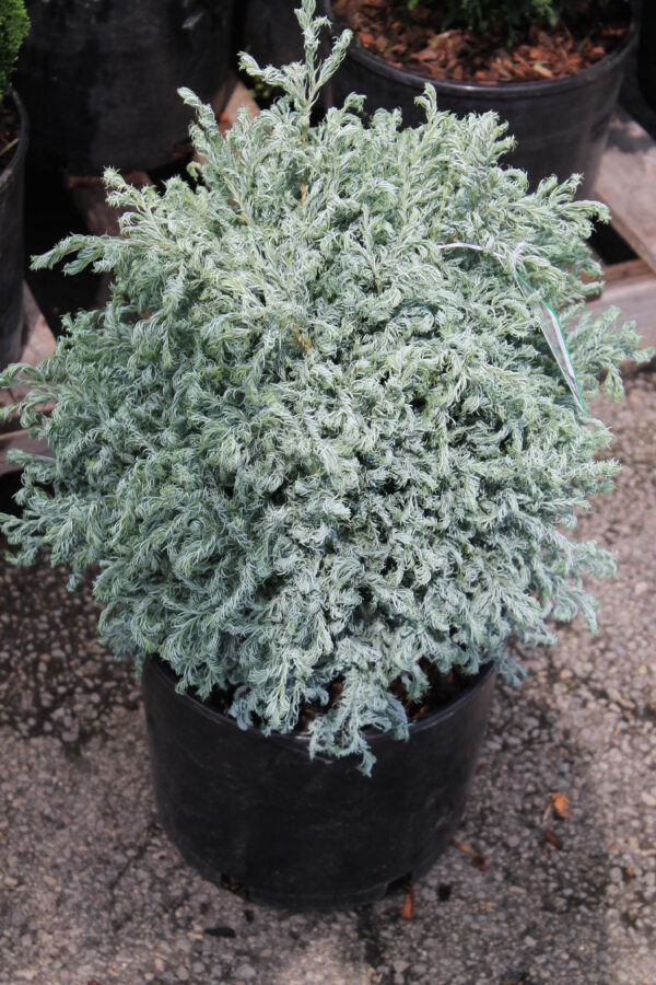 Cyprysik Curly Tops