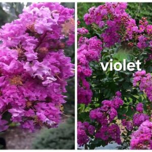 Lagerstroemia / Bez południa