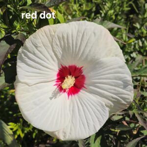Hibiskus bagienny