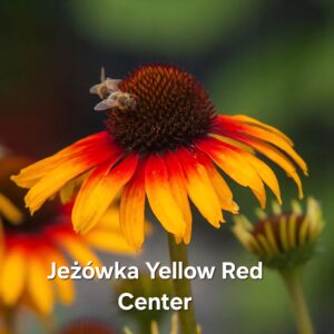 Jeżówki