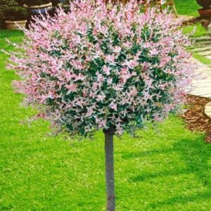 Wierzba japońska 'Hakuro-Nishiki' na pniu