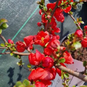 PIGWOWIEC POŚREDNI 'NICOLINE'