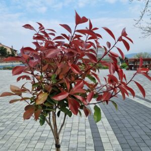 Głogownik  Red Robin na pniu 160 - 180 cm