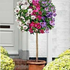 Hibiskus 3 KOLOROWY SZCZEPIONY NA PNIU