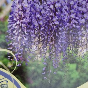 Wisteria - Glicynia